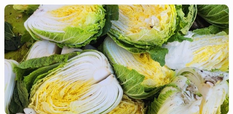 손윤영/수채화농원님의 장터 판매 상품 [고냉지 절임배추 20kg] 첨부 사진