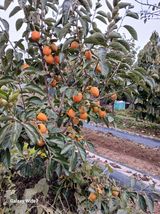 팜모닝 농사, 무엇이든 물어보세요!·참여글 게시글 이미지