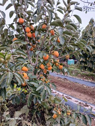 바위돌 심재성님의 농사, 무엇이든 물어보세요! · 참여글 작성글 사진