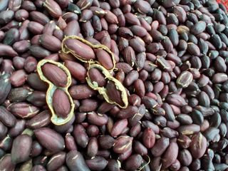 횡성농원님의 자유주제 · 자유게시판 작성글 사진