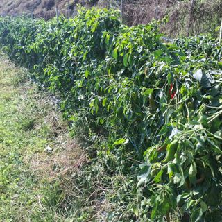 오영도님의 자유주제 · 자유게시판 작성글 사진