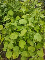 팜모닝 들깨·자유게시판 게시글 이미지