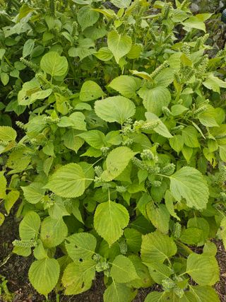 쌍학리 농민님의 들깨 · 자유게시판 작성글 사진