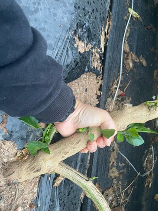 호동댁님의 자유주제 · 자유게시판 작성글 사진