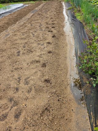 텃밭입문님의 농사, 무엇이든 물어보세요! · 참여글 작성글 사진