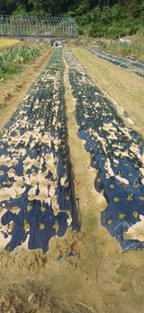 팜모닝 자유주제·자유게시판 게시글 이미지