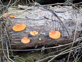 원예사랑님의 자유주제 · 자유게시판 작성글 사진