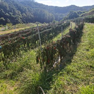 오영도님의 자유주제 · 자유게시판 작성글 사진