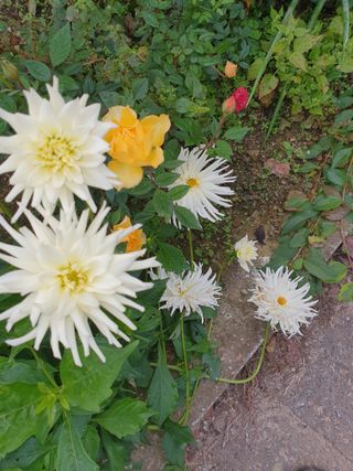 안비님의 자유주제 · 자유게시판 작성글 사진