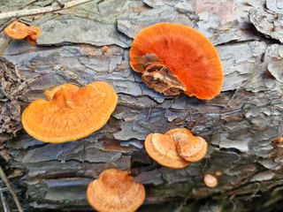 원예사랑님의 자유주제 · 자유게시판 작성글 사진