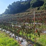 팜모닝 자유주제·자유게시판 게시글 이미지