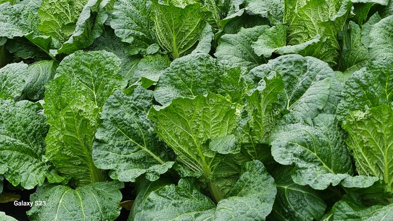 손윤영/수채화농원님의 장터 판매 상품 [고냉지 절임배추 20kg] 첨부 사진