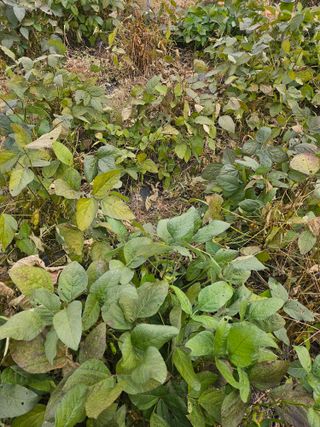 쌍학리 농민님의 기타작물 · 자유게시판 작성글 사진