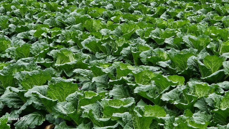 손윤영/수채화농원님의 장터 판매 상품 [고냉지 절임배추 20kg] 첨부 사진