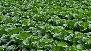 손윤영/수채화농원님의 작성글 사진