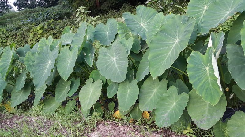 정보센터님의 장터 판매 상품 [왕토란] 첨부 사진