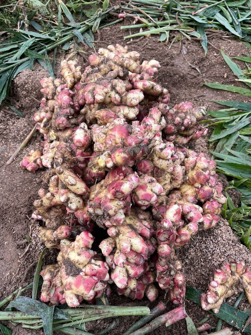 장터 상품 [25년 생강 -판매완료-] 썸네일