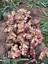 팜모닝 · 게시글 이미지