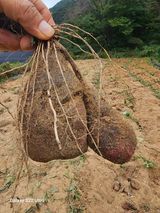 팜모닝 자유주제·자유게시판 게시글 이미지