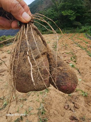 매기소골농장님의 자유주제 · 자유게시판 작성글 사진