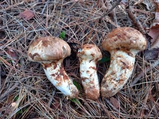 연향님의 자유주제 · 자유게시판 작성글 사진