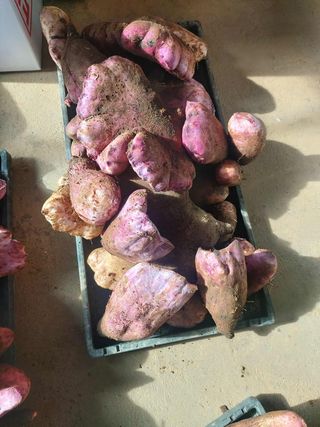 공심채님의 자유주제 · 자유게시판 작성글 사진