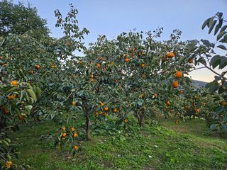 대봉매실 인생이막님의 자유주제 · 자유게시판 작성글 사진