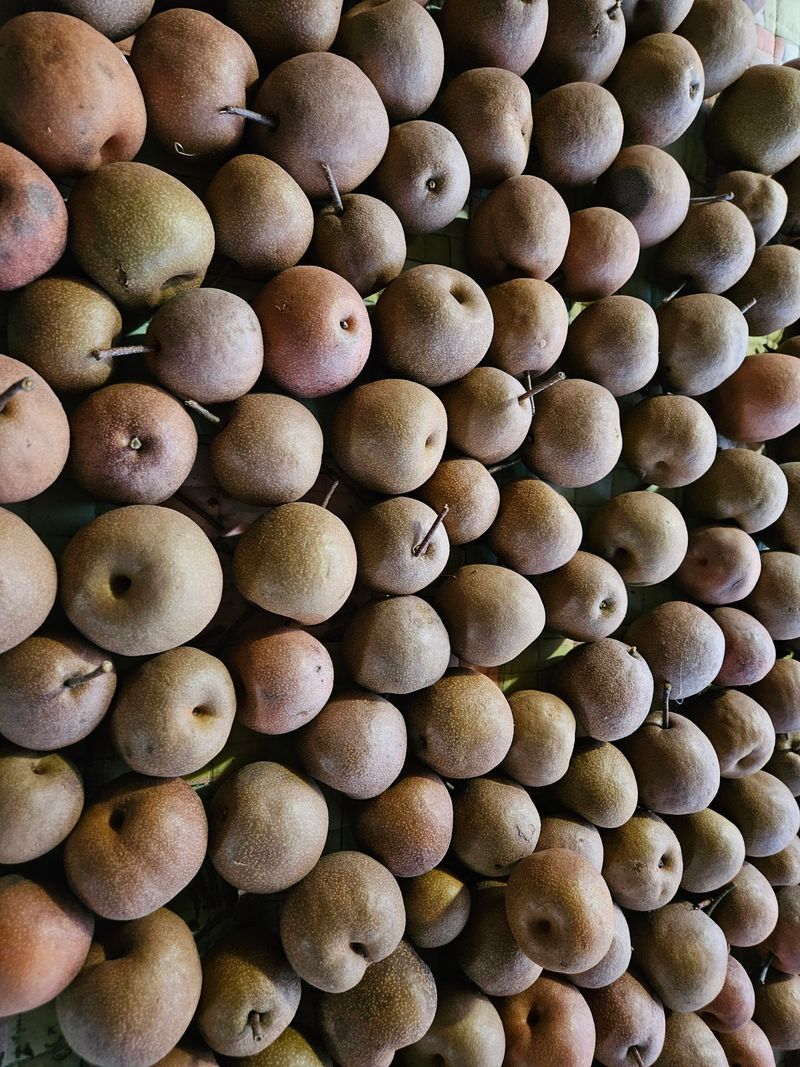 대봉매실 인생이막님의 장터 판매 상품 [토종 약돌배 5kg ] 첨부 사진