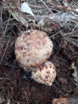 연향님의 자유주제 · 자유게시판 작성글 사진