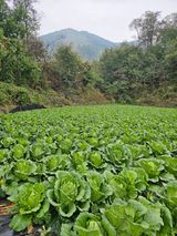 팜모닝 자유주제·자유게시판 게시글 이미지