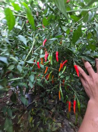 공심채님의 자유주제 · 자유게시판 작성글 사진