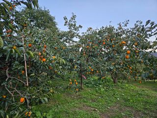 대봉매실 인생이막님의 자유주제 · 자유게시판 작성글 사진