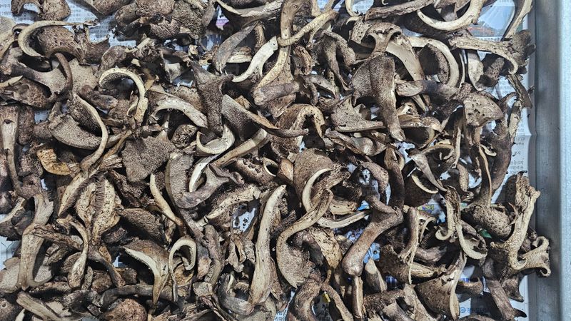 강원송이님의 장터 판매 상품 [강원도,  자연산건능이버섯100g] 첨부 사진