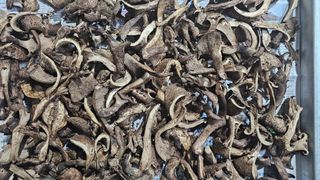 강원송이님의 작성글 사진