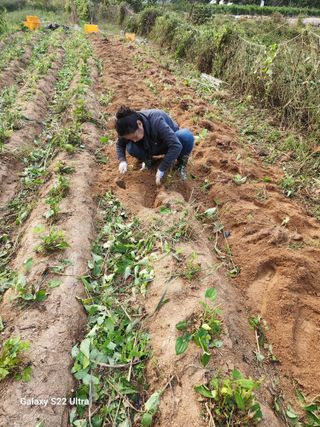 매기소골농장님의 자유주제 · 자유게시판 작성글 사진