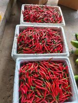 팜모닝 자유주제·자유게시판 게시글 이미지