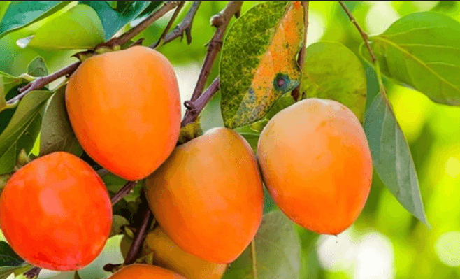 장터 상품 [대봉감 10kg] 썸네일