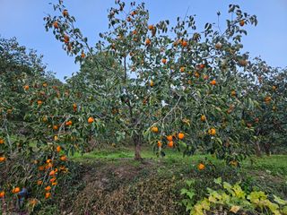 대봉매실 인생이막님의 자유주제 · 자유게시판 작성글 사진