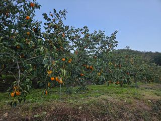 대봉매실 인생이막님의 자유주제 · 자유게시판 작성글 사진