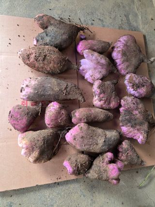 공심채님의 자유주제 · 자유게시판 작성글 사진