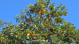 황규복(달구지)님의 자유주제 · 자유게시판 작성글 사진