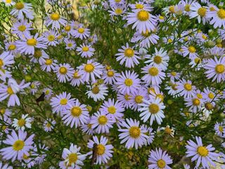 안길원님의 자유주제 · 자유게시판 작성글 사진