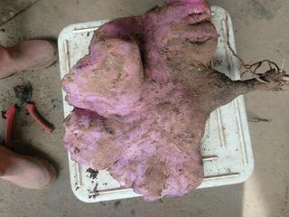 공심채님의 자유주제 · 자유게시판 작성글 사진