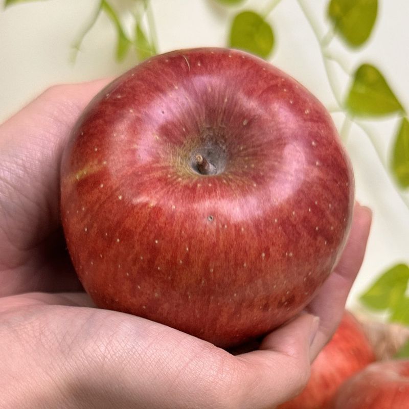 장터 상품 [경북 부사사과 (실속형)] 썸네일