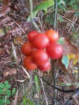 팜모닝 자유주제·자유게시판 게시글 이미지