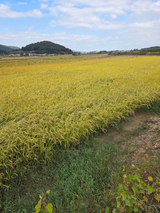 김영진(전남영광)님의 자유주제 · 자유게시판 작성글 사진