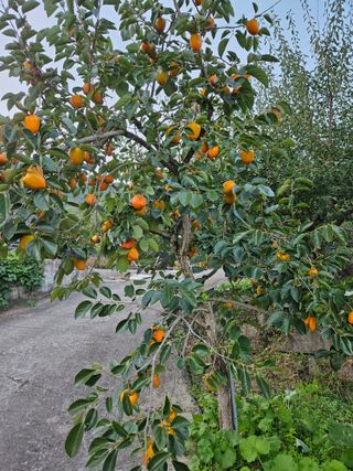 대봉매실 인생이막님의 자유주제 · 자유게시판 작성글 사진