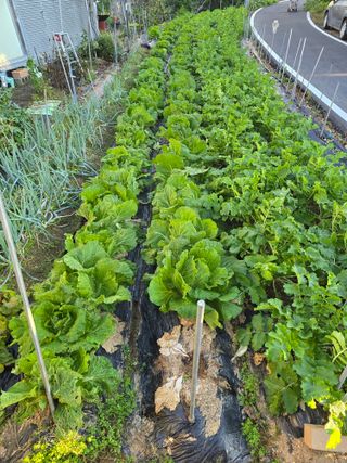 들깨19622님의 자유주제 · 자유게시판 작성글 사진