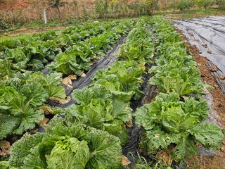 황금알대박농원!님의 자유주제 · 자유게시판 작성글 사진