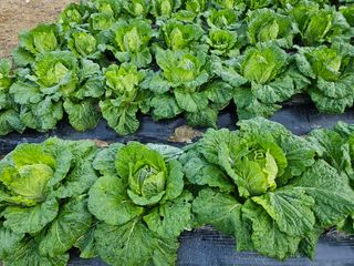 연모 자연의행복님의 자유주제 · 자유게시판 작성글 사진